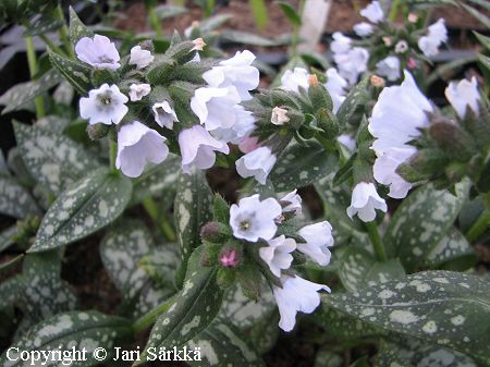 Tarhaimikk - trdgrdslungrt - Pulmonaria 'Ocupol'